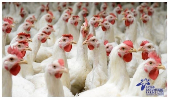 Broiler-Integration-Farm.jpg