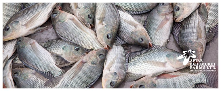 Fisheries.jpg