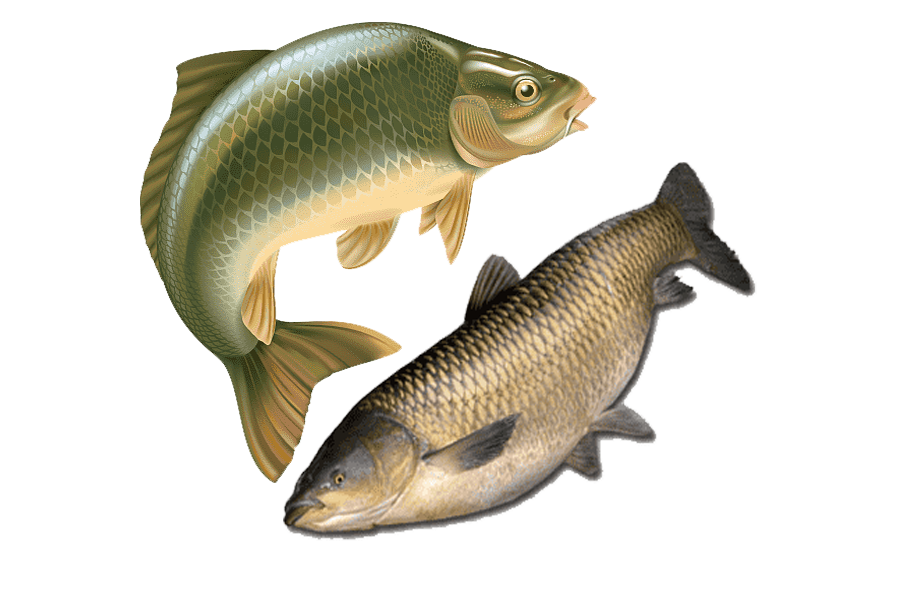 Fisheries.png